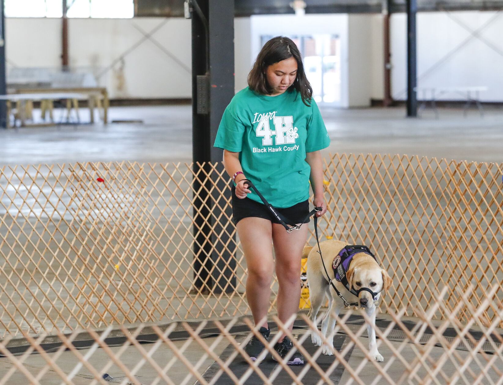 Dog Show 4